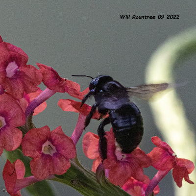 5F1A5032 Two-spotted Longhorn Bee (Melissodes bimaculatus) .jpg