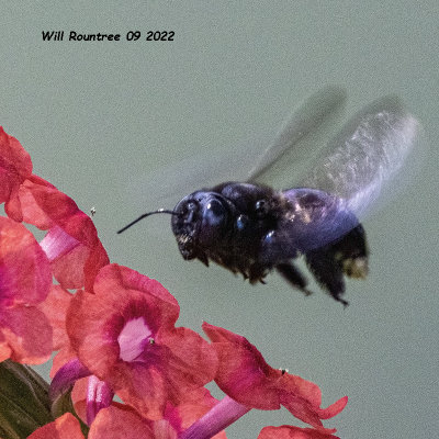 5F1A5036 Two-spotted Longhorn Bee (Melissodes bimaculatus) .jpg