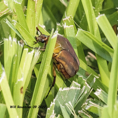 5F1A5073  Scarab Beetles (Scarabaeidae)  .jpg