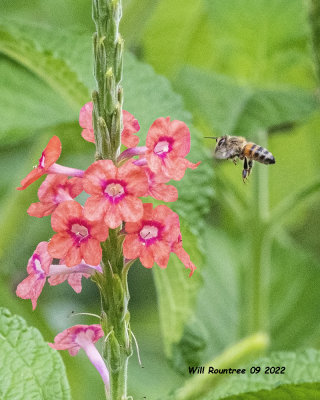 5F1A5341 Western Honey Bee (Apis mellifera) .jpg