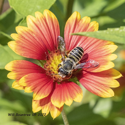 5F1A5376 Leafcutter and Resin Bees (Megachile) .jpg