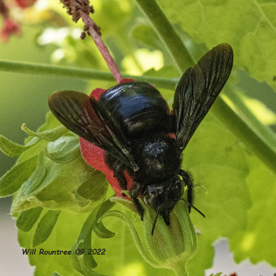 5F1A5397 Southern Carpenter Bee (Xylocopa micans) .jpg