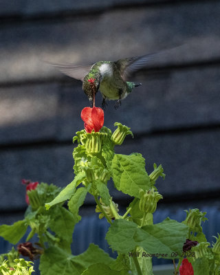 5F1A5416 Ruby-throated Hummingbird .jpg