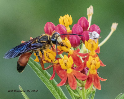 5F1A5472 Great Golden Digger Wasp (Sphex ichneumoneus) .jpg