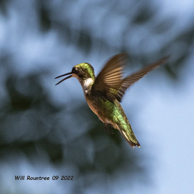 5F1A5582 Ruby-throated Hummingbird jpg.jpg