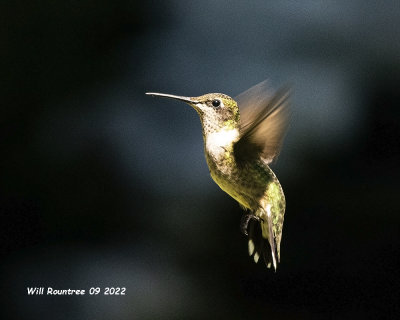 5F1A5732 Ruby-throated Hummingbird .jpg