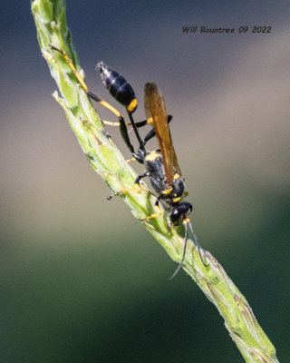 5F1A5763  Yellow-legged Mud-dauber Wasp (Sceliphron caementarium) .jpg