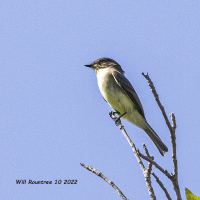 5F1A6128 Eastern Phoebe .jpg