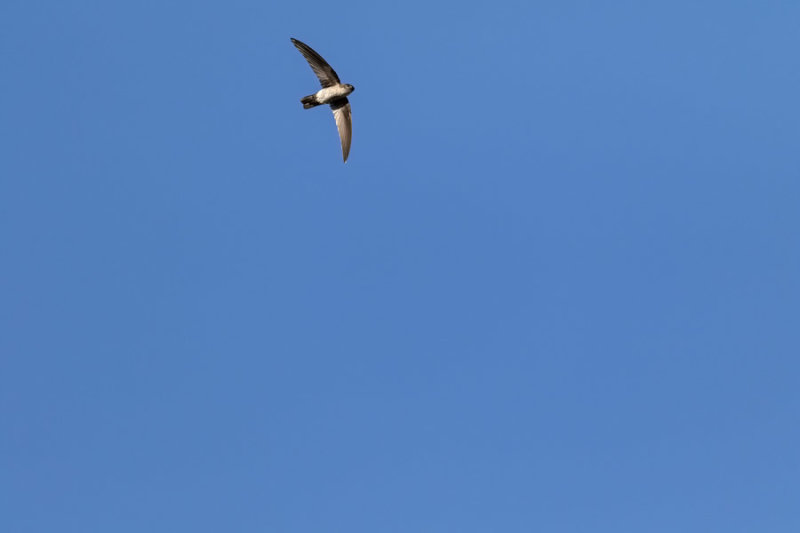 RO725207FF.jpg