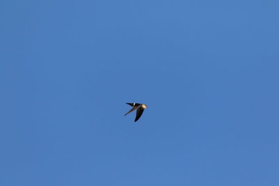 Pygmy Swiftlet (Collocalia troglodytes, a Philippine endemic)

Habitat - Fairly common, smallest swiftlet in groups flying low over forest, clearings and logging roads (total length = 3.5 inches)

Shooting info - Bued River, Rosario, La Union, Philippines, January 10, 2020, EOS 7D MII + EF 400 f/4 DO II,
400 mm, f/5.0, ISO 640, 1/2500 sec, manual exposure in available light, hand held, uncropped full frame resized to 900 x 600. 