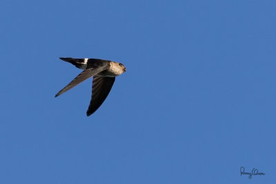 Pygmy Swiftlet (Collocalia troglodytes, a Philippine endemic)

Habitat - Fairly common, smallest swiftlet in groups flying low over forest, clearings and logging roads (total length = 3.5 inches)

Shooting info - Bued River, Rosario, La Union, Philippines, January 10, 2020, EOS 7D MII + EF 400 f/4 DO II,
400 mm, f/5.0, ISO 640, 1/2500 sec, manual exposure in available light, hand held, major crop.