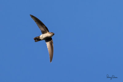 Pygmy Swiftlet (Collocalia troglodytes, a Philippine endemic)

Habitat - Fairly common, smallest swiftlet in groups flying low over forest, clearings and logging roads (total length = 3.5 inches)

Shooting info - Bued River, Rosario, La Union, Philippines, January 10, 2020, EOS 7D MII + EF 400 f/4 DO II,
400 mm, f/4.5, ISO 640, 1/4000 sec, manual exposure in available light, hand held, major crop.