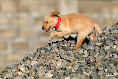 Kreto, a 7-week old male Labrador puppy.

Shooting info - Bued River, Rosario, La Union, Philippines, February 10, 2020, EOS 5D MIII + EF 400 f/4 DO II,
400 mm, f/5.6, ISO 200, 1/1600 sec, manu