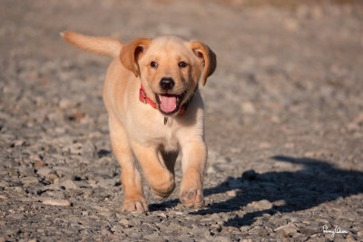KRETO, an 8-week old male Labrador puppy.

Shooting info - Bued River, Rosario, La Union, Philippines, February 12, 2020, Sony RX10 Mark IV, 600 mm equiv., f/4, ISO 200, 1/1600 sec,
continuous focus, manual exposure in available light, hand held, uncropped full frame resized to 1800 x 1200. 