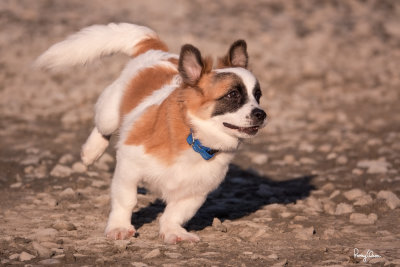 MAGNUS, a 16-week old male Shi-Chi puppy (mixed Shih Tzu and Chihuahua).

Shooting info - Bued River, Rosario, La Union, Philippines, February 18, 2020, Sony RX10 Mark IV, 600 mm equiv., f/4, ISO 200, 1/2500 sec,
continuous focus, manual exposure in available light, hand held, near full frame resized to 1800 x 1200. 