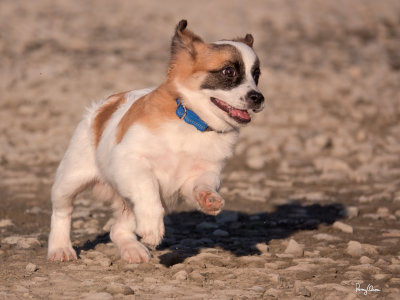MAGNUS, a 16-week old male Shi-Chi puppy (mixed Shih Tzu and Chihuahua).

Shooting info - Bued River, Rosario, La Union, Philippines, February 18, 2020, Sony RX10 Mark IV, 600 mm equiv., f/4, ISO 200, 1/2500 sec,
continuous focus, manual exposure in available light, hand held, near full frame cropped and resized to 2000 x 1500. 