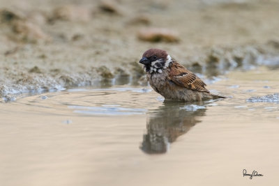 Eurasian Tree Sparrow (Passer montanus, resident)

Habitat - Common in virtually every inhabited island. 

Shooting info - Bued River, Rosario, La Union, Philippines, April 7, 2020, Canon 7D II + EF 400 f/4 DO II + EF 1.4x TC III,
560 mm, f/5.6, ISO 400, 1/320 sec, manual exposure in available light, hand held, near full frame resized to 1500 x 1000.