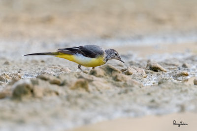 Grey Wagtail (Motacilla cinerea, migrant)

Habitat - Streams and forest roads at all elevations.

Shooting info - Bued River, Rosario, La Union, Philippines, April 8, 2020, Canon 7D II + EF 400 f/4 DO II + EF 1.4x TC III,
560 mm, f/5.6, ISO 640, 1/800 sec, manual exposure in available light, tripod/ball head, near full frame resized to 1500 x 1000.
