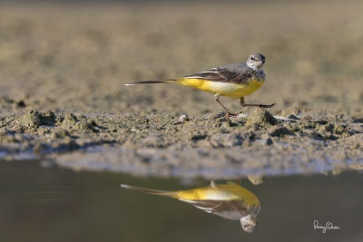 Grey Wagtail (Motacilla cinerea, migrant)

Habitat - Streams and forest roads at all elevations.

Shooting info - Bued River, Rosario, La Union, Philippines, April 10, 2020, Canon 7D II + EF 400 f/4 DO II + EF 1.4x TC III,
560 mm, f/5.6, ISO 400, 1/1000 sec, manual exposure in available light, bean bag on the ground, uncropped full frame resized to 1500 x 1000. 