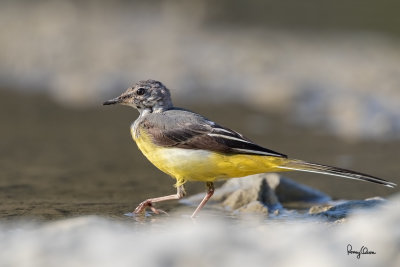 Grey Wagtail (Motacilla cinerea, migrant)

Habitat - Streams and forest roads at all elevations.

Shooting info - Bued River, Rosario, La Union, Philippines, April 11, 2020, Canon 7D II + EF 400 f/4 DO II + EF 1.4x TC III,
560 mm, f/5.6, ISO 400, 1/800 sec, manual exposure in available light, bean bag on the ground, uncropped full frame resized to 1500 x 1000. 