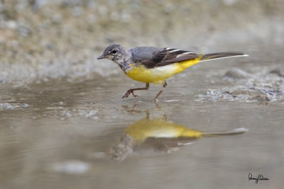 Grey Wagtail (Motacilla cinerea, migrant)

Habitat - Streams and forest roads at all elevations.

Shooting info - Bued River, Rosario, La Union, Philippines, April 11, 2020, Canon 5D III + EF 400 f/2.8 IS + EF 2x TC III,
800 mm, f/5.6, ISO 1250, 1/800 sec, manual exposure in available light, fluid head/tripod, major crop resized to 1500 x 1000. 