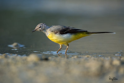 Capturing the Grey Wagtail at a low angle