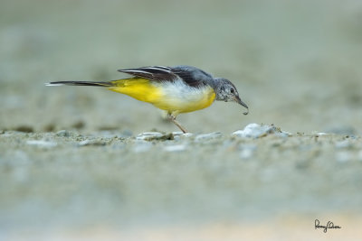 Grey Wagtail (Motacilla cinerea, migrant)

Habitat - Streams and forest roads at all elevations.

Shooting info - Bued River, Rosario, La Union, Philippines, April 12, 2020, Canon 5D III + EF 400 f/2.8 IS + EF 2x TC III,
800 mm, f/5.6, ISO 1600, 1/640 sec, manual exposure in available light, bean bag on the ground, major crop resized to 1500 x 1000. 