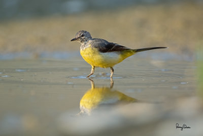 Grey Wagtail (Motacilla cinerea, migrant)

Habitat - Streams and forest roads at all elevations.

Shooting info - Bued River, Rosario, La Union, Philippines, April 12, 2020, Canon 5D III + EF 400 f/2.8 IS + EF 2x TC III,
800 mm, f/5.6, ISO 400, 1/640 sec, manual exposure in available light, bean bag on the ground, major crop resized to 1500 x 1000. 