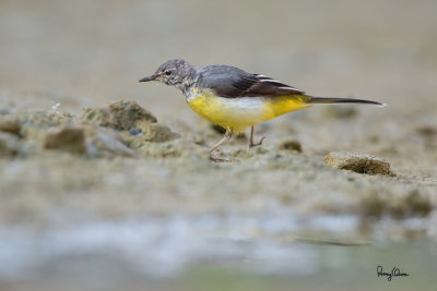 Grey Wagtail (Motacilla cinerea, migrant)

Habitat - Streams and forest roads at all elevations.

Shooting info - Bued River, Rosario, La Union, Philippines, April 12, 2020, Canon 5D III + EF 400 f/2.8 IS + EF 2x TC III,
800 mm, f/5.6, ISO 800, 1/800 sec, manual exposure in available light, bean bag on the ground, major crop resized to 1500 x 1000. 