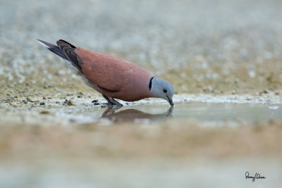 Red Turtle-Dove at Bued River