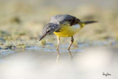 Grey Wagtail (Motacilla cinerea, migrant)

Habitat - Streams and forest roads at all elevations.

Shooting info - Bued River, Rosario, La Union, Philippines, April 16, 2020, Canon 5D III + EF 400 f/2.8 IS + EF 2x TC III,
800 mm, f/5.6, ISO 320, 1/1000 sec, manual exposure in available light, bean bag on the ground, major crop resized to 1500 x 1000. 