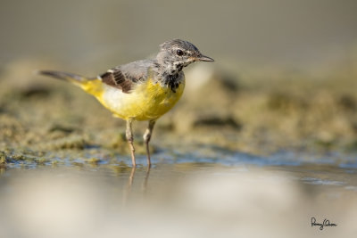 Grey Wagtail (Motacilla cinerea, migrant)

Habitat - Streams and forest roads at all elevations.

Shooting info - Bued River, Rosario, La Union, Philippines, April 16, 2020, Canon 5D III + EF 400 f/2.8 IS + EF 2x TC III,
800 mm, f/5.6, ISO 320, 1/1000 sec, manual exposure in available light, bean bag on the ground, near full frame resized to 1500 x 1000. 