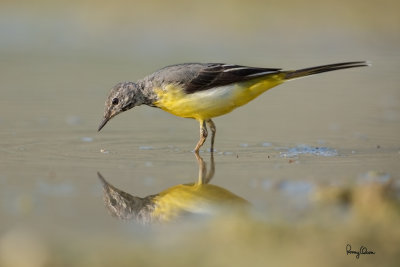 Grey Wagtail (Motacilla cinerea, migrant)
Habitat - Streams and forest roads at all elevations.
Shooting info - Bued River, Rosario, La Union, Philippines, April 16, 2020, Canon 5D III + EF 400 f/2.8 IS + EF 2x TC III,
800 mm, f/5.6, ISO 400, 1/800 sec, manual exposure in available light, bean bag on the ground, near full frame resized to 1500 x 1000.