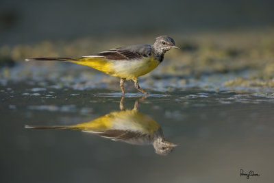 Grey Wagtail (Motacilla cinerea, migrant)

Habitat - Streams and forest roads at all elevations.

Shooting info - Bued River, Rosario, La Union, Philippines, April 16, 2020, Canon 5D III + EF 400 f/2.8 IS + EF 2x TC III,
800 mm, f/5.6, ISO 400, 1/1000 sec, manual exposure in available light, bean bag on the ground, near full frame resized to 1500 x 1000. 