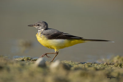 Grey Wagtail (Motacilla cinerea, migrant)

Habitat - Streams and forest roads at all elevations.

Shooting info - Bued River, Rosario, La Union, Philippines, April 16, 2020, Canon 5D III + EF 400 f/2.8 IS + EF 2x TC III,
800 mm, f/5.6, ISO 320, 1/1000 sec, manual exposure in available light, bean bag on the ground, near full frame resized to 1500 x 1000. 