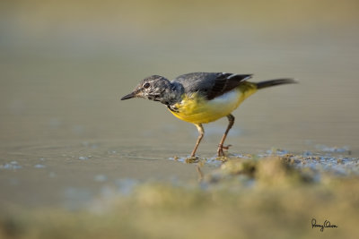 Grey Wagtail (Motacilla cinerea, migrant)

Habitat - Streams and forest roads at all elevations.

Shooting info - Bued River, Rosario, La Union, Philippines, April 16, 2020, Canon 5D III + EF 400 f/2.8 IS + EF 2x TC III,
800 mm, f/5.6, ISO 400, 1/800 sec, manual exposure in available light, bean bag on the ground, near full frame resized to 1500 x 1000. 