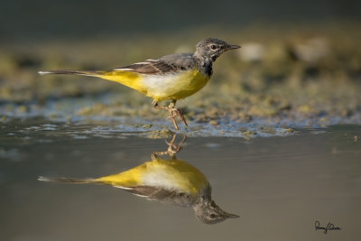Grey Wagtail (Motacilla cinerea, migrant)
Habitat - Streams and forest roads at all elevations.
Shooting info - Bued River, Rosario, La Union, Philippines, April 16, 2020, Canon 5D III + EF 400 f/2.8 IS + EF 2x TC III,
800 mm, f/5.6, ISO 400, 1/1000 sec, manual exposure in available light, bean bag on the ground, near full frame resized to 1500 x 1000.