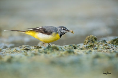 Grey Wagtail (Motacilla cinerea, migrant)

Habitat - Streams and forest roads at all elevations.

Shooting info - Bued River, Rosario, La Union, Philippines, April 21, 2020, Canon 5D III + EF 400 f/2.8 IS + EF 2x TC III,
800 mm, f/5.6, ISO 3200, 1/640 sec, manual exposure in available light, bean bag on the ground, uncropped full frame resized to 1500 x 1000. 