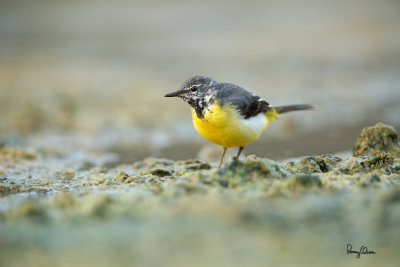 Grey Wagtail (Motacilla cinerea, migrant)

Habitat - Streams and forest roads at all elevations.

Shooting info - Bued River, Rosario, La Union, Philippines, April 21, 2020, Canon 5D III + EF 400 f/2.8 IS + EF 2x TC III,
800 mm, f/5.6, ISO 3200, 1/640 sec, manual exposure in available light, bean bag on the ground, uncropped full frame resized to 1500 x 1000. 