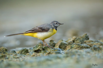Grey Wagtail (Motacilla cinerea, migrant)

Habitat - Streams and forest roads at all elevations.

Shooting info - Bued River, Rosario, La Union, Philippines, April 21, 2020, Canon 5D III + EF 400 f/2.8 IS + EF 2x TC III,
800 mm, f/5.6, ISO 3200, 1/640 sec, manual exposure in available light, bean bag on the ground, uncropped full frame resized to 2400 x 1600. 