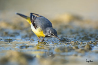 Grey Wagtail (Motacilla cinerea, migrant)

Habitat - Streams and forest roads at all elevations.

Shooting info - Bued River, Rosario, La Union, Philippines, April 25, 2020, Canon 5D III + EF 400 f/2.8 IS + EF 2x TC III,
800 mm, f/5.6, ISO 640, 1/800 sec, manual exposure in available light, bean bag on the ground, near full frame resized to 1500 x 1000.
