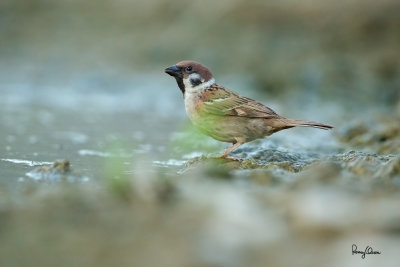 Eurasian Tree Sparrow (Passer montanus, resident)

Habitat - Common in virtually every inhabited island. 

Shooting info - Bued River, Rosario, La Union, Philippines, April 25, 2020, Canon 5D III + EF 400 f/2.8 IS + EF 2x TC III,
800mm, f/5.6, ISO 6400, 1/500 sec, manual exposure in available light, bean bag on the ground, near full frame resized to 1500 x 1000.
