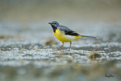 Grey Wagtail (Motacilla cinerea, migrant)

Habitat - Streams and forest roads at all elevations.

Shooting info - Bued River, Rosario, La Union, Philippines, April 25, 2020, Canon 5D III + EF 400 f/2.8 IS + EF 2x TC III,
800 mm, f/5.6, ISO 3200, 1/500 sec, manual exposure in available light, bean bag on the ground, near full frame resized to 1500 x 1000.