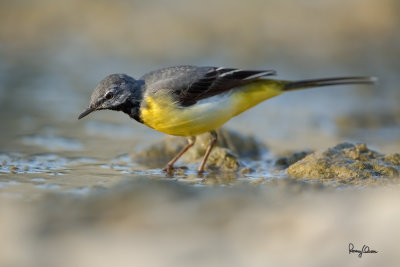 Grey Wagtail (Motacilla cinerea, migrant)

Habitat - Streams and forest roads at all elevations.

Shooting info - Bued River, Rosario, La Union, Philippines, April 25, 2020, Canon 5D III + EF 400 f/2.8 IS + EF 2x TC III,
800 mm, f/5.6, ISO 640, 1/640 sec, manual exposure in available light, bean bag on the ground, uncropped full frame resized to 1500 x 1000.