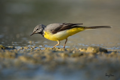 Grey Wagtail (Motacilla cinerea, migrant)

Habitat - Streams and forest roads at all elevations.

Shooting info - Bued River, Rosario, La Union, Philippines, April 25, 2020, Canon 5D III + EF 400 f/2.8 IS + EF 2x TC III,
800 mm, f/5.6, ISO 640, 1/1250 sec, manual exposure in available light, bean bag on the ground, near full frame resized to 1500 x 1000.