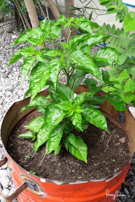 Zeb, my lovely Carolina Reaper 