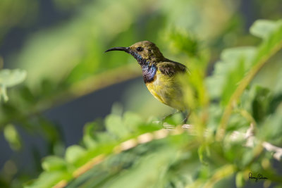 Olive-backed Sunbirds at Bued River