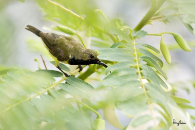 Olive-backed Sunbird (Nectarinia jugularis, resident, male)

Habitat - Common lowland sunbird.

Shooting Info - Bued River, Rosario, La Union, Philippines, June 19, 2020, EOS 5D MIII + EF 400 f/2.8 IS + EF 2x TC III,
800 mm, f/5.6, 1/400 sec, ISO 1250, manual exposure in available light, tripod/fluid head, near full frame resized to 1800 x 1200. 