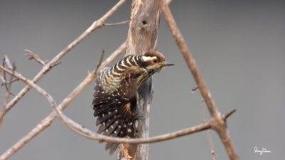 Philippine Pygmy Woodpecker (Dendrocopos maculatus, a Philippine endemic, aka Philippine Woodpecker)

Habitat  Lowland and montane forest and edge, in understory and canopy.

Size - 5.5 inches total length.

Shooting Info - FRAME GRAB from 4K/29.97p footage, recorded in habitat at Bued River, La Union, Philippines on January 12, 2021, 
Nikon Coolpix P1000, fluid head + tripod, manual focus, manual exposure in available light, 3000 mm, f/8, ISO 400, processed to 1920 x 1080.



4K video footage
