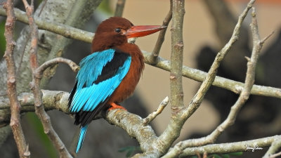 White-throated Kingfisher (Halcyon smyrnensis, resident) 

Habitat  Clearings, along large streams and rivers, and in open country. 

Shooting Info - FRAME GRAB from 4K/29.97p footage, recorded in habitat at Bued River, La Union, Philippines on January 11, 2021, 
Nikon Coolpix P1000, fluid head + tripod, manual focus, manual exposure in available light, 1800 mm, f/7.1, ISO 200, processed to 1920 x 1080.



4K video footage
